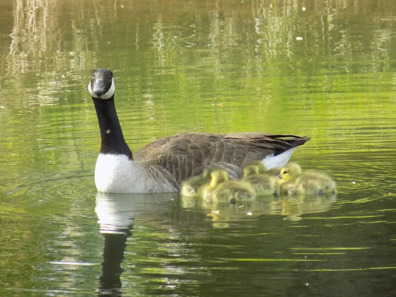 Je vous présente mes bébés