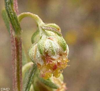 Artemisia alba   -   armoise blanche