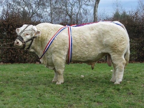 Bacchus
