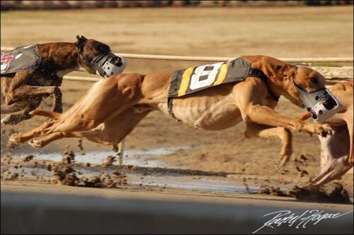 Greyhounds et Galgos et non pas Galgos contre Greyhounds.....