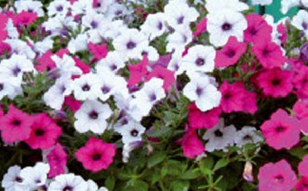 Pétunia F1 Hegdiflora Silver