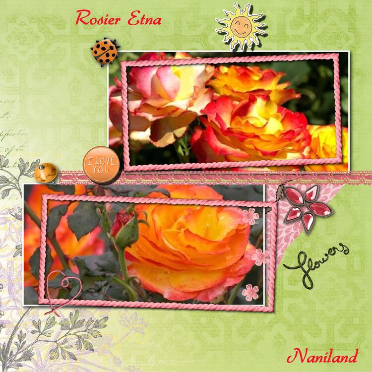 Rosier Etna (Les rosiers à fleurs groupées)