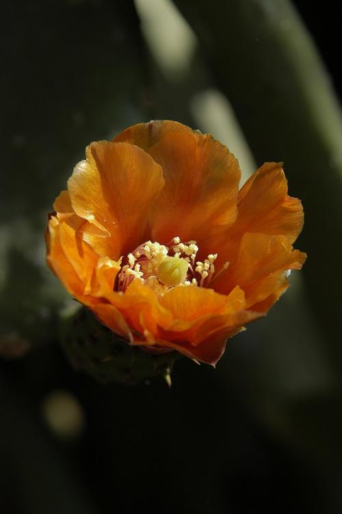 Fleur