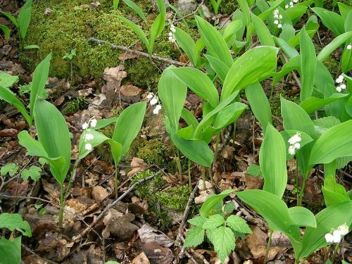 Fleurs cultivées : Muguet