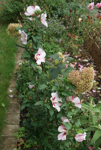 Hydrangea arborescens Pink Annabelle (ou Invincibelle) et hibiscus syriacus 'Hamabo'