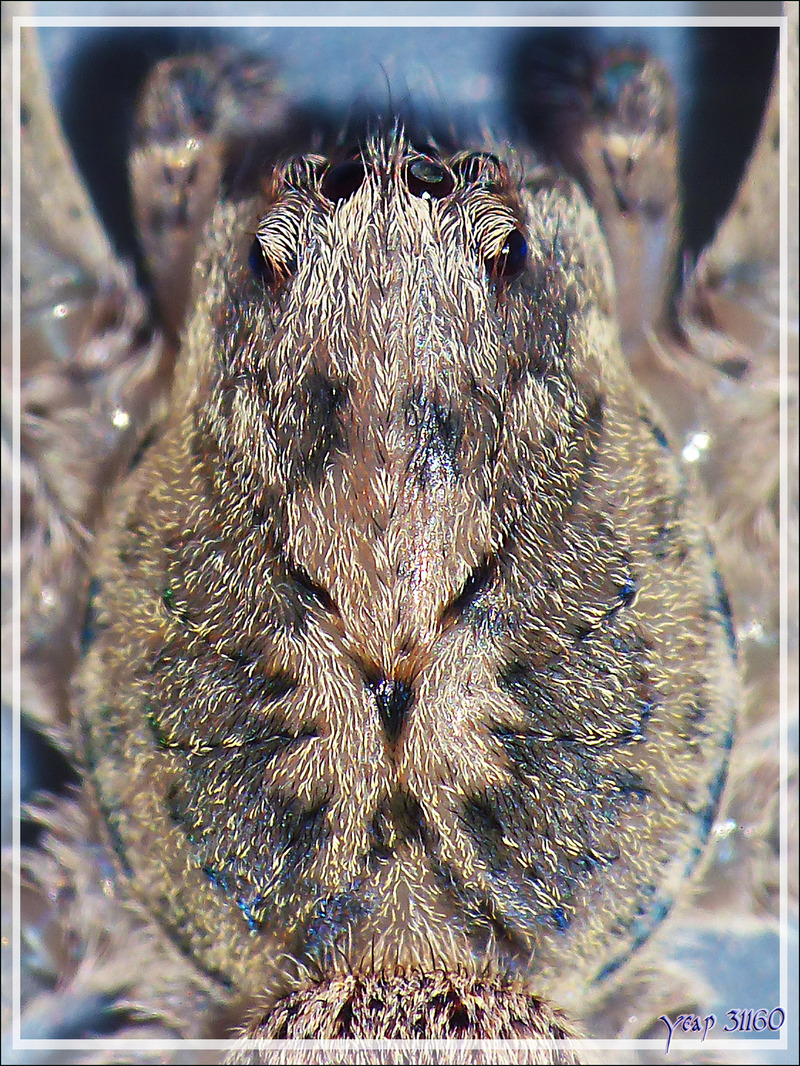 Araignée "Nosferatu" (Zoropsis spinimana), la bête et son exuvie - La Couarde-sur-Mer - Île de Ré - 17
