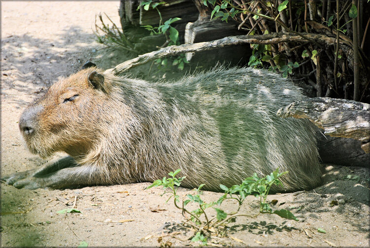 Capybara ou cabiais (zoo Sables d’Olonne)