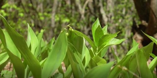 Fleurs cultivées : Muguet