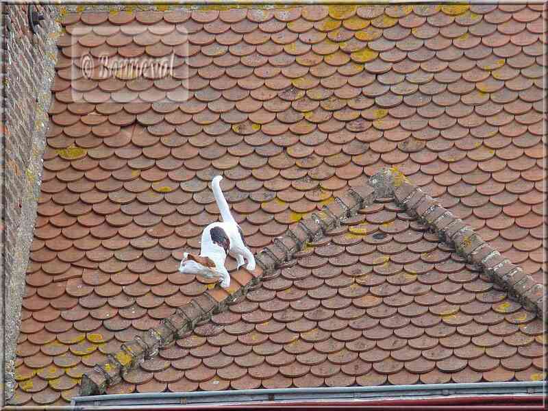 La Rochelle rue sur les Murs la Maison au chat