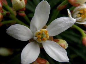 choisya ternata White Dazzler fleur