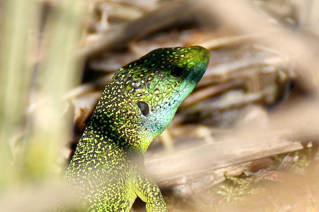 Lézard vert occidental