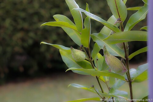 L'herbe à perruches - asclepias syriaca cornuti - saint jean de chevelu (mon jardin) - Savoie