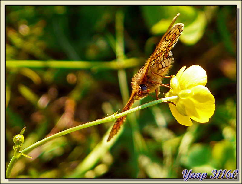 Face à face avec un papillon mélitée - Lartigau - Milhas - 31