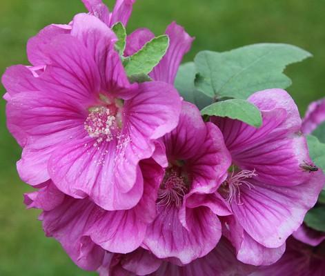 Fleurs cultivées : Lavatère