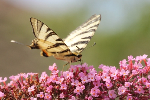 Papillons de ce jour