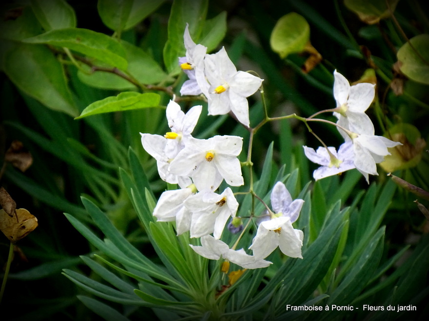 Fleurs dans le jardin 