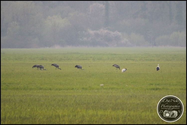 Grue cendrée, au Lac du Der