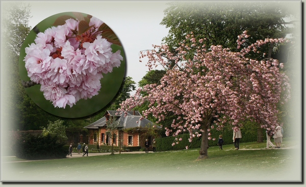 Le jardin de Bagatelle. Paris