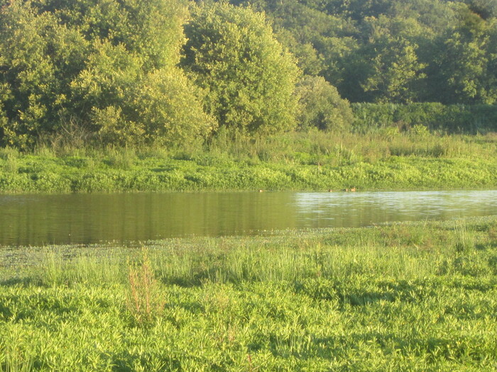 La réserve naturelle du Marais d'Orx dans les Landes.