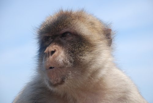 Un macaque à GIBRALTAR