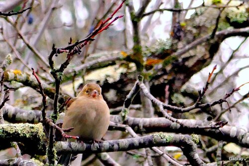 Des oiseaux en hiver