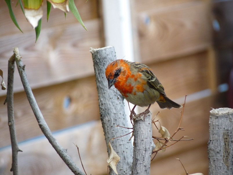 Quelques oiseaux de l'île de la Réunion