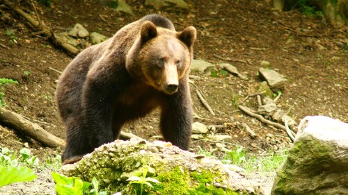 Observer l'ours dans les Carpates roumaines...