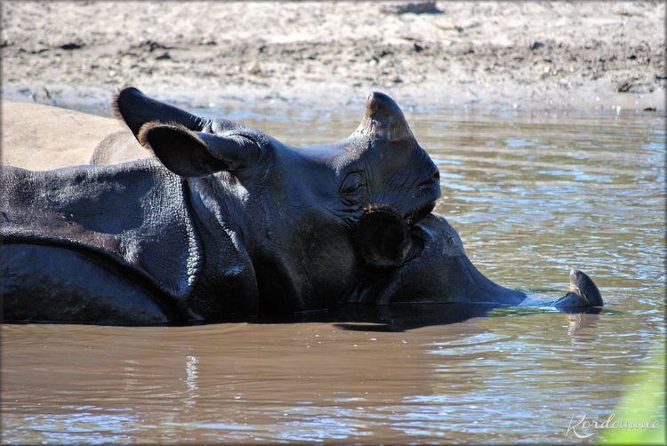 Rhinocéros indien - Zoo du bassin d'Arcachon
