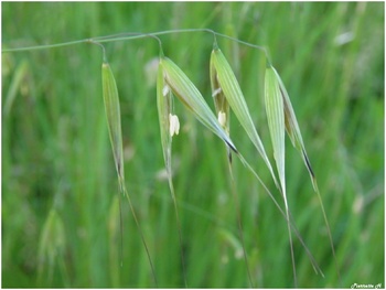 Avoine cultivée