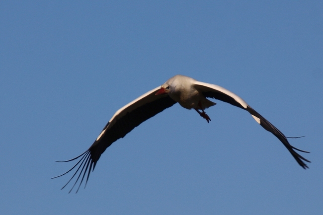 Vol de cigogne