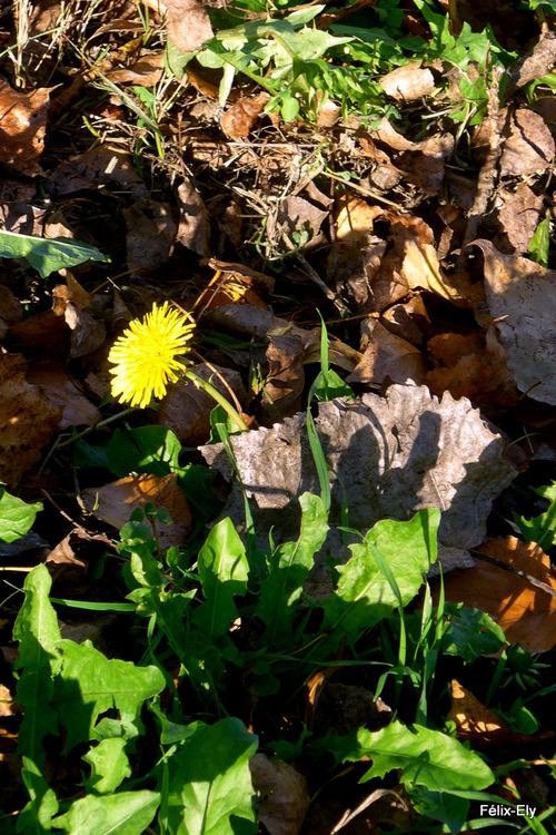 Fleurs jaunes et feuilles d'automne