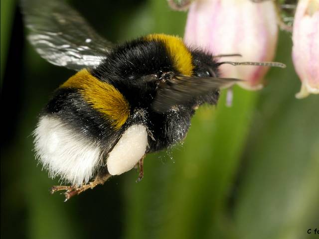 Bourdon terrestre chargé de pollen