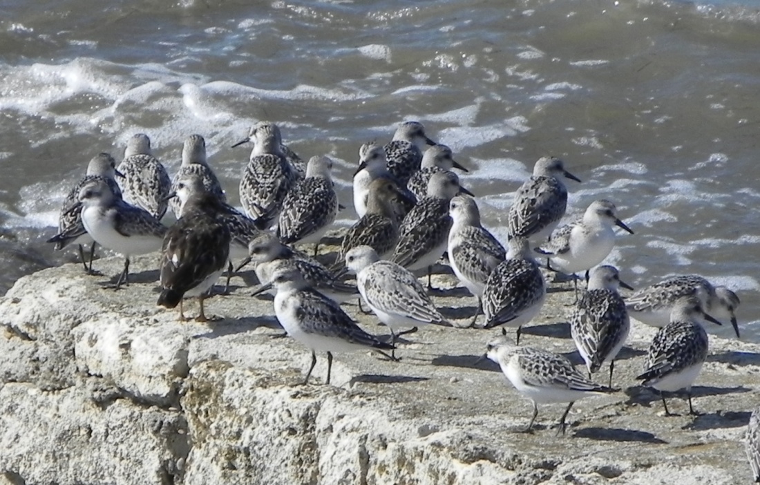 des oiseaux du bord de mer !