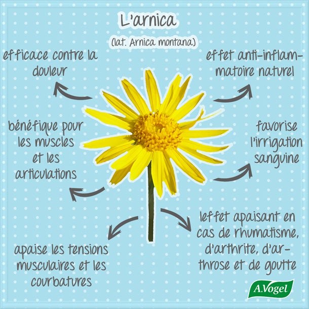 Arnica montana : une fleur précieuse