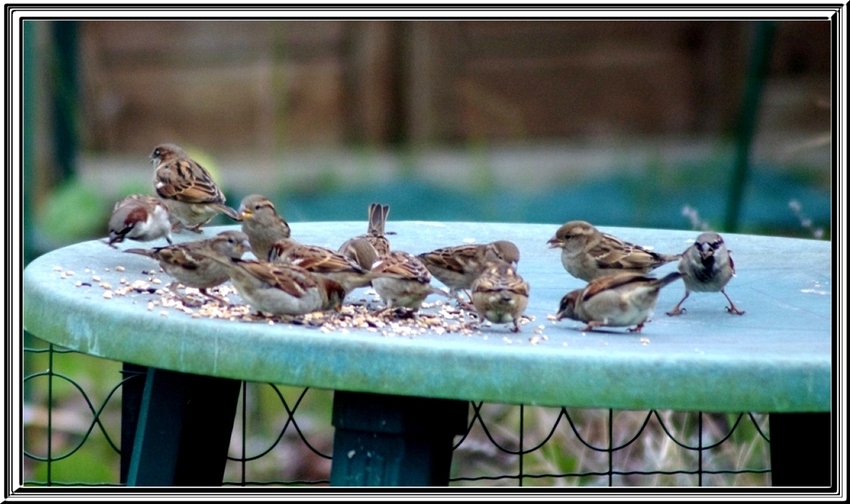 les visiteurs du jardin