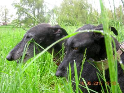 Black Beauties ,  La revanche des rescapés noirs ♥