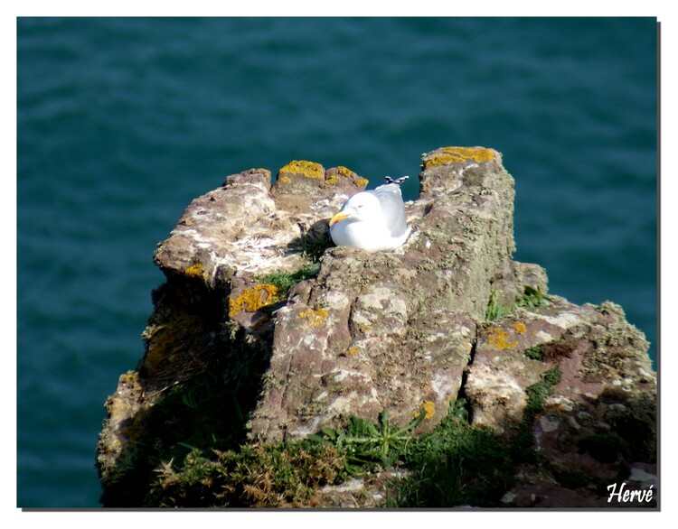 Le Cap Fréhel.