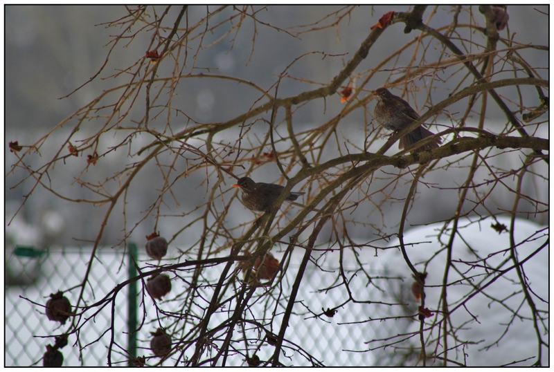 LES OISEAUX DU CIEL(neige)