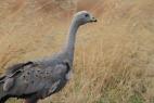 Oiseaux