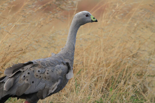 Céréopse cendré 5Cape Barren Goose) Vic Australie