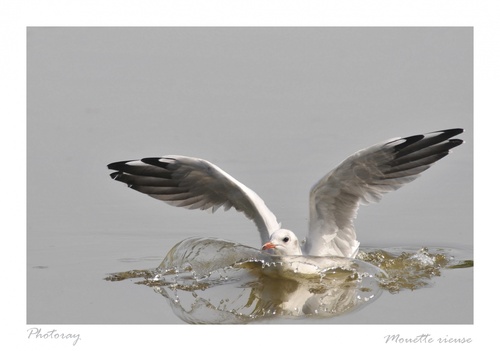 Mouette rieuse