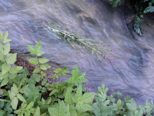une grande tige de salicaire en fleurs, renversée par le courant d'un ruisseau