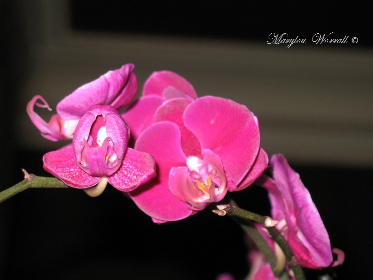 Orchidée sauvée des fatras