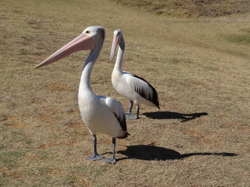 le repas des pélicans à Kalbarri