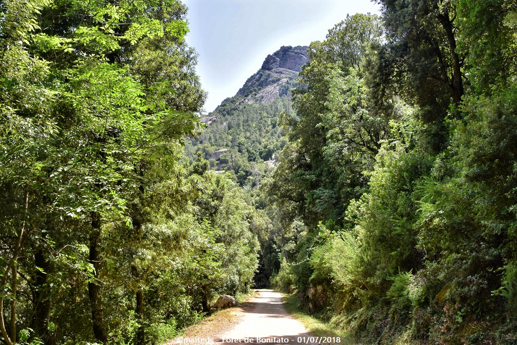 Forêt de Bonifato - Corse