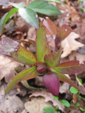 Hellebore d'Orient rose