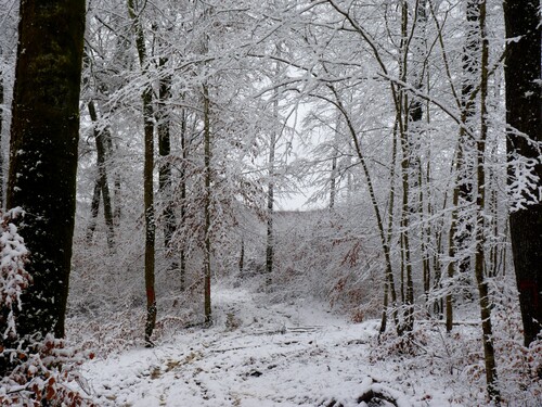 Balade dans les bois