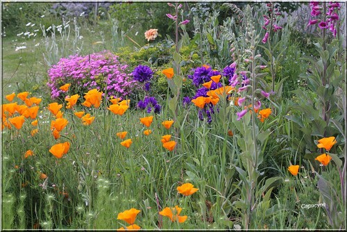 Scènes du jardin