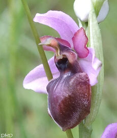 Ophrys aveyronensis  -  ophrys de l'Aveyron