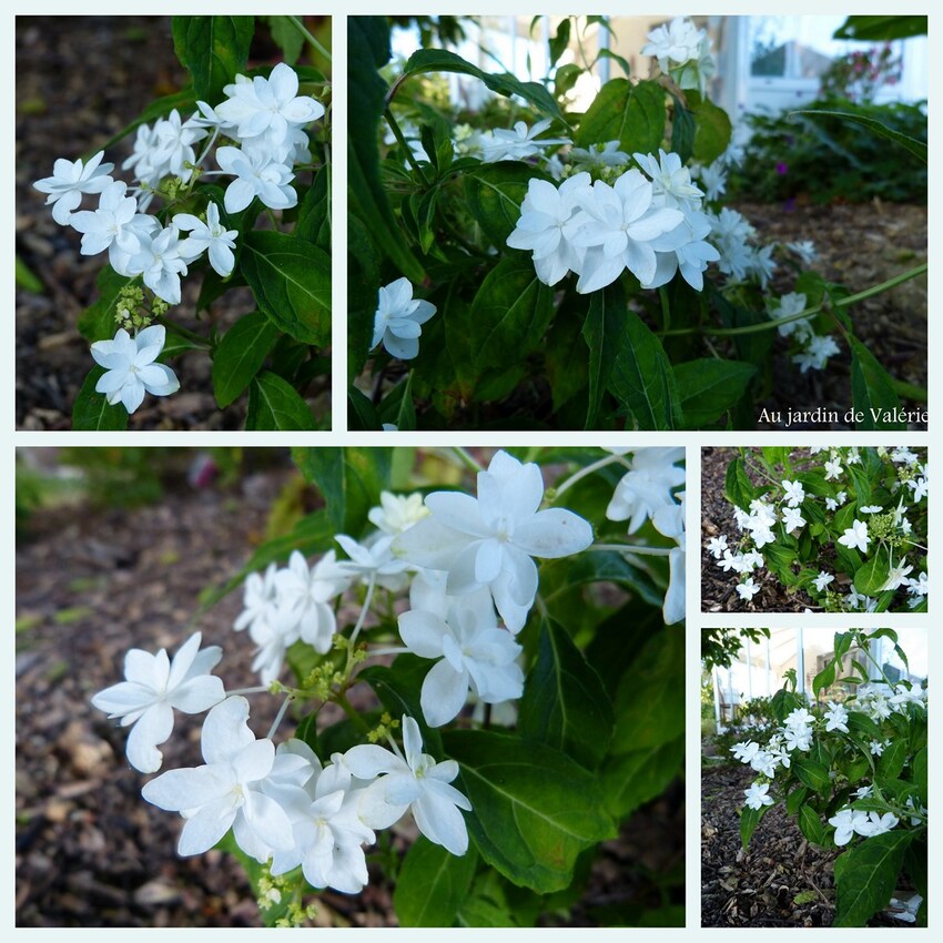 Hydrangea